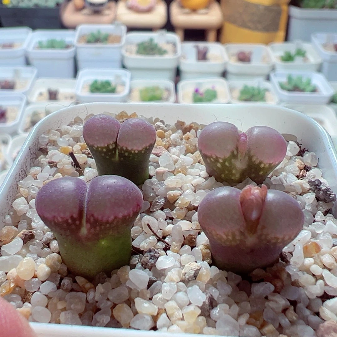 1027-428多肉多肉红宝石风铃