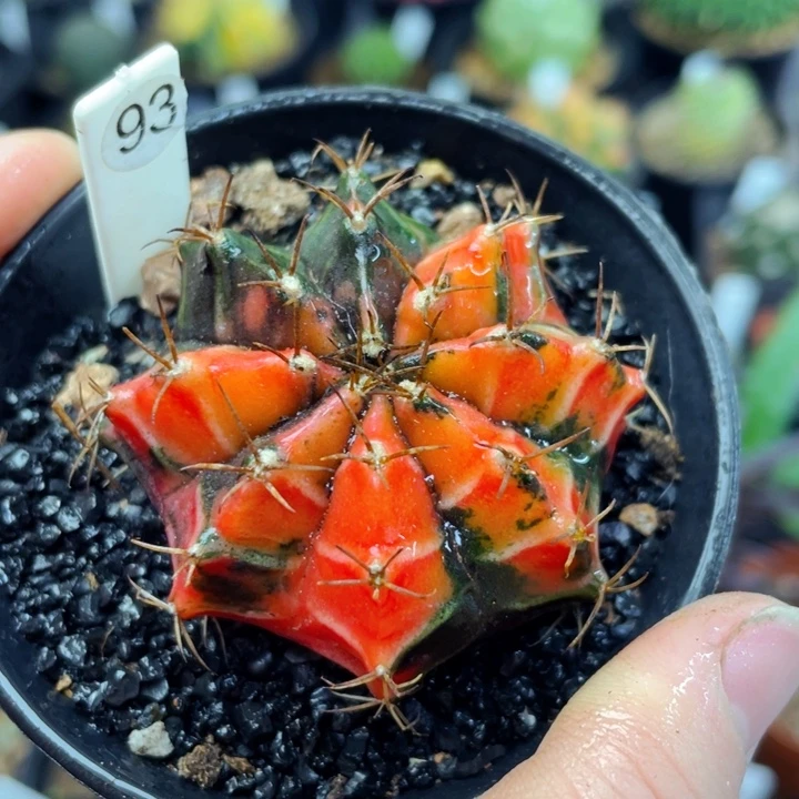 非偏远地区满25包邮仙人球