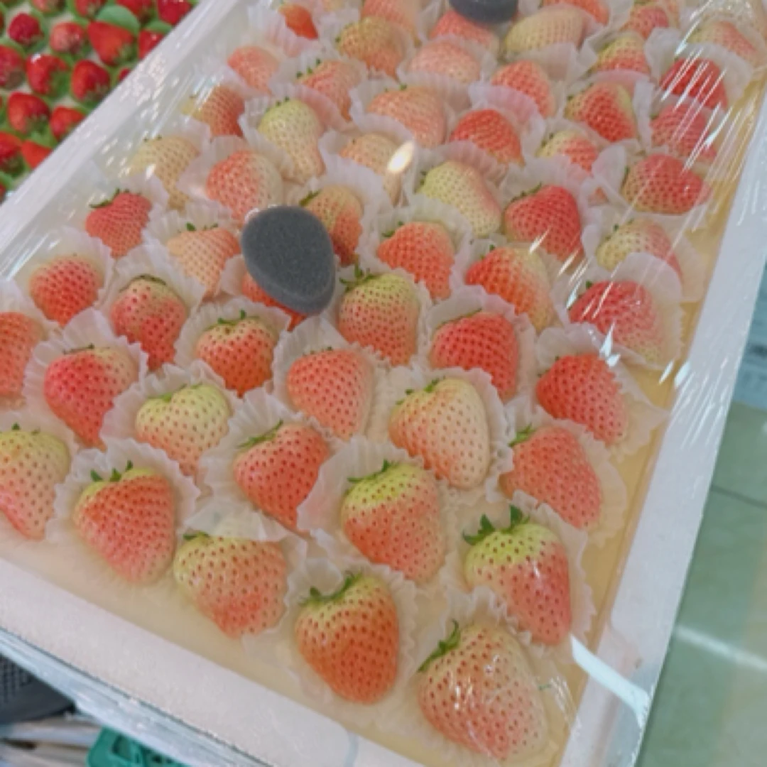 淡雪草莓毛重3-4斤丹东