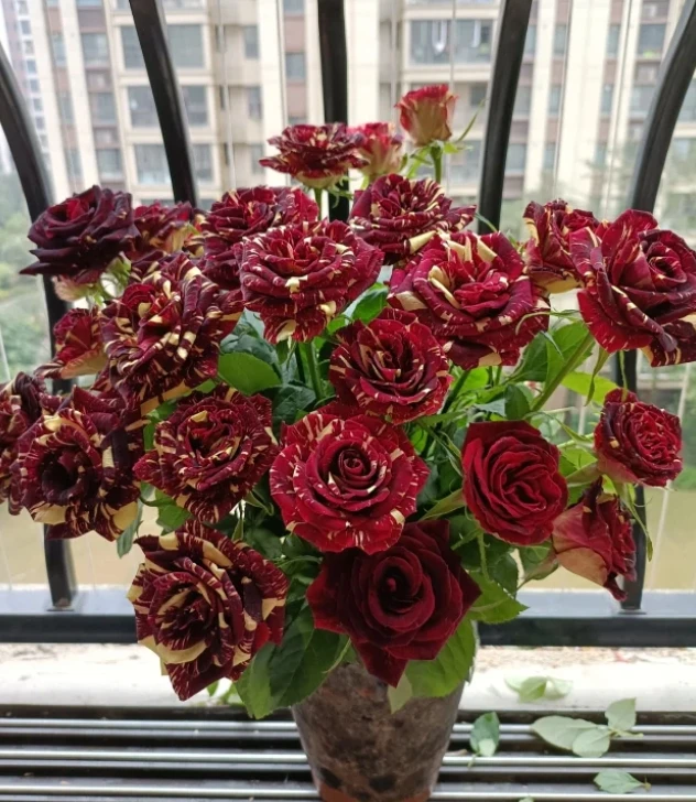 【新疆花之溪】流星雨多头玫瑰（8-10枝）