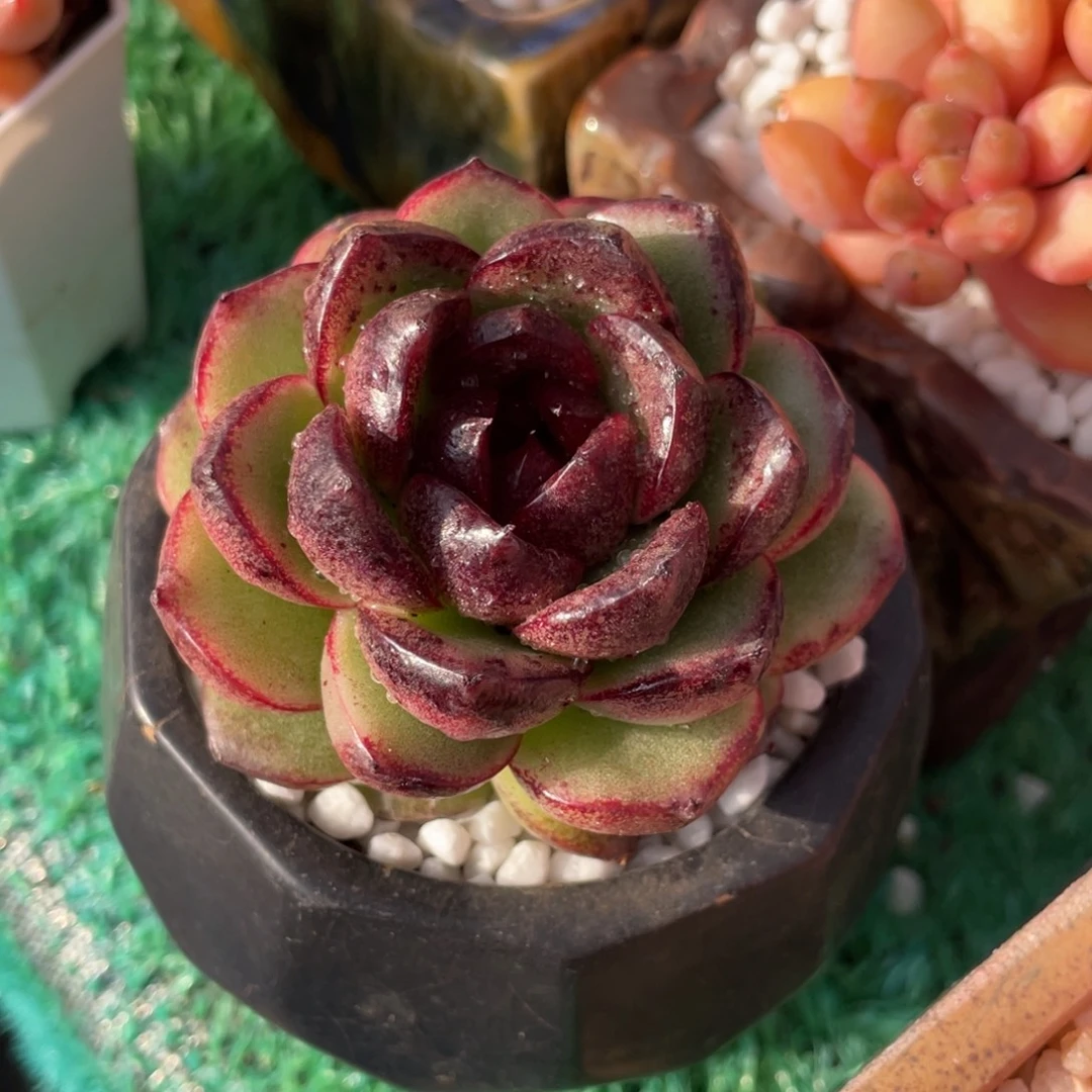 多肉植物盆栽多肉