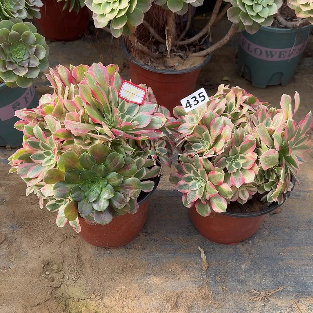 不周正2个435号38号