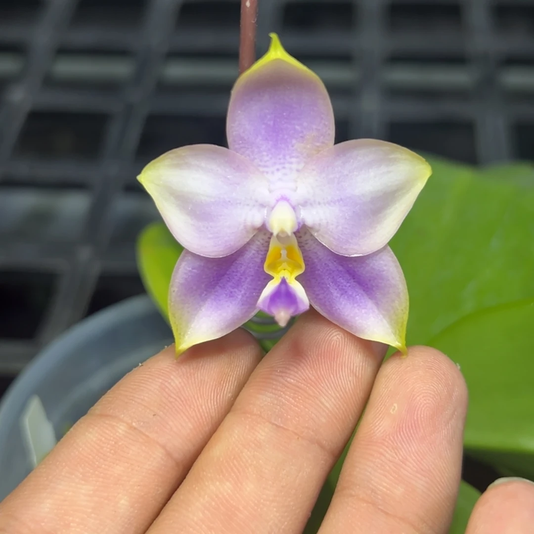 完全开放l066三寸ys1166