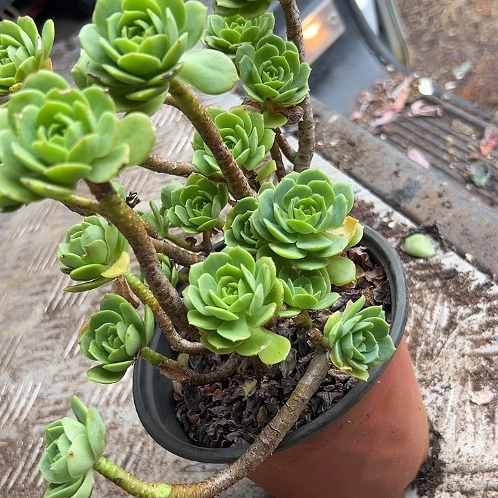 蔷薇玫瑰。