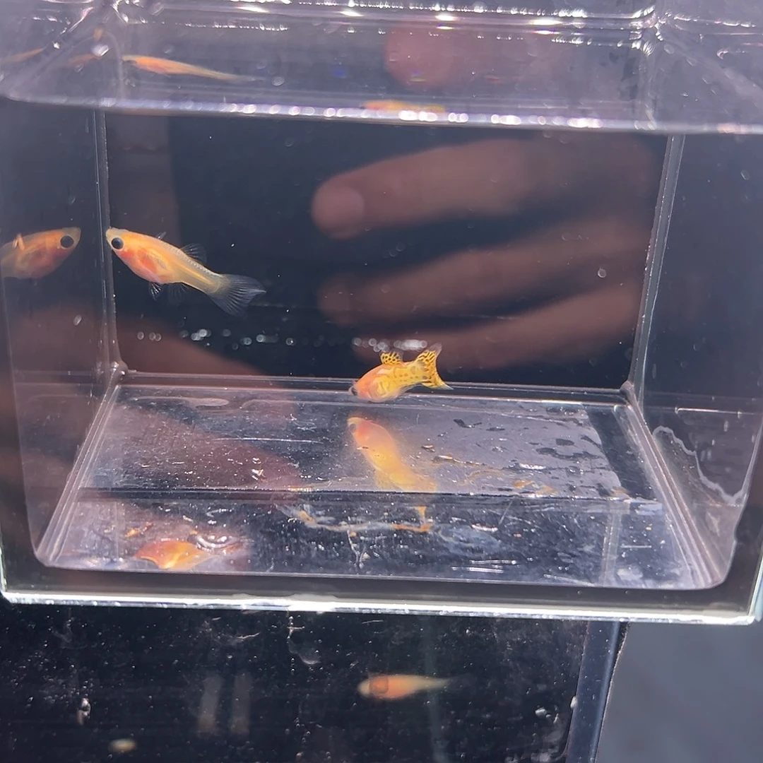 海水鱼黄蕾丝玻璃猫