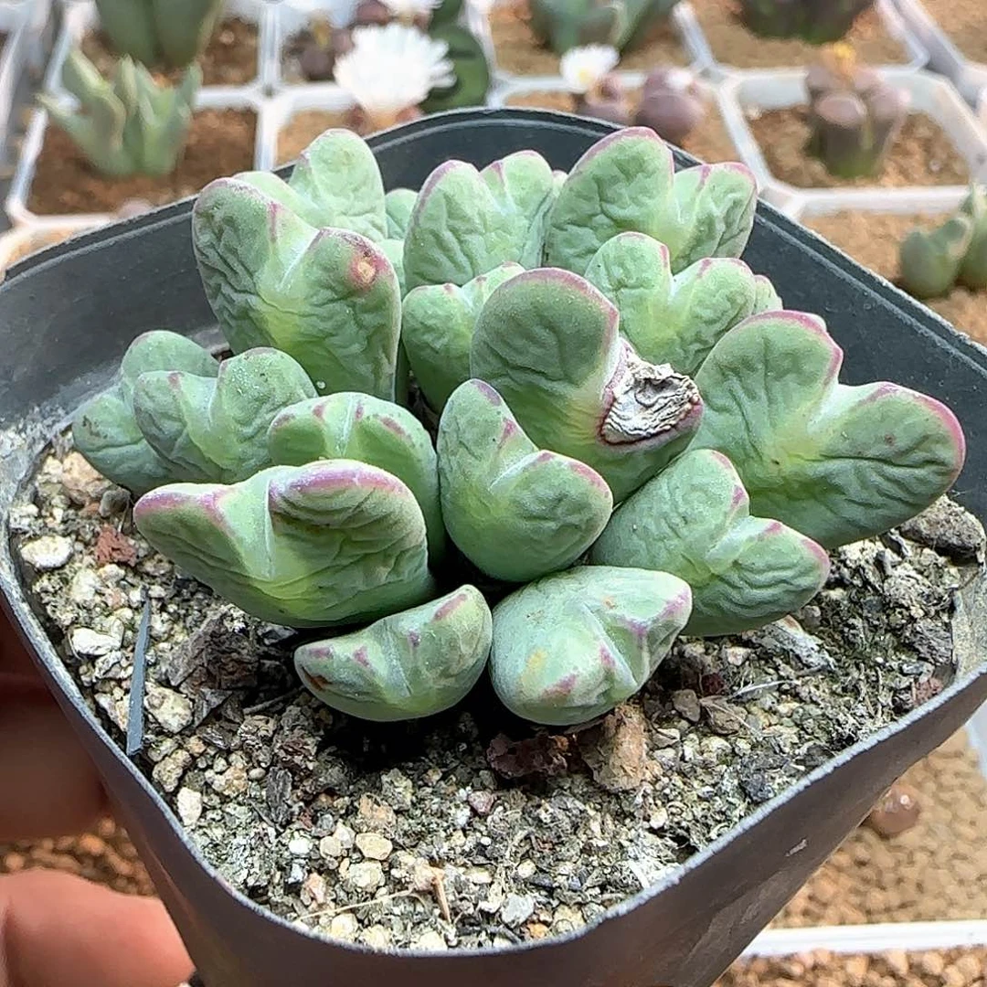 好看的杂交。 54295
