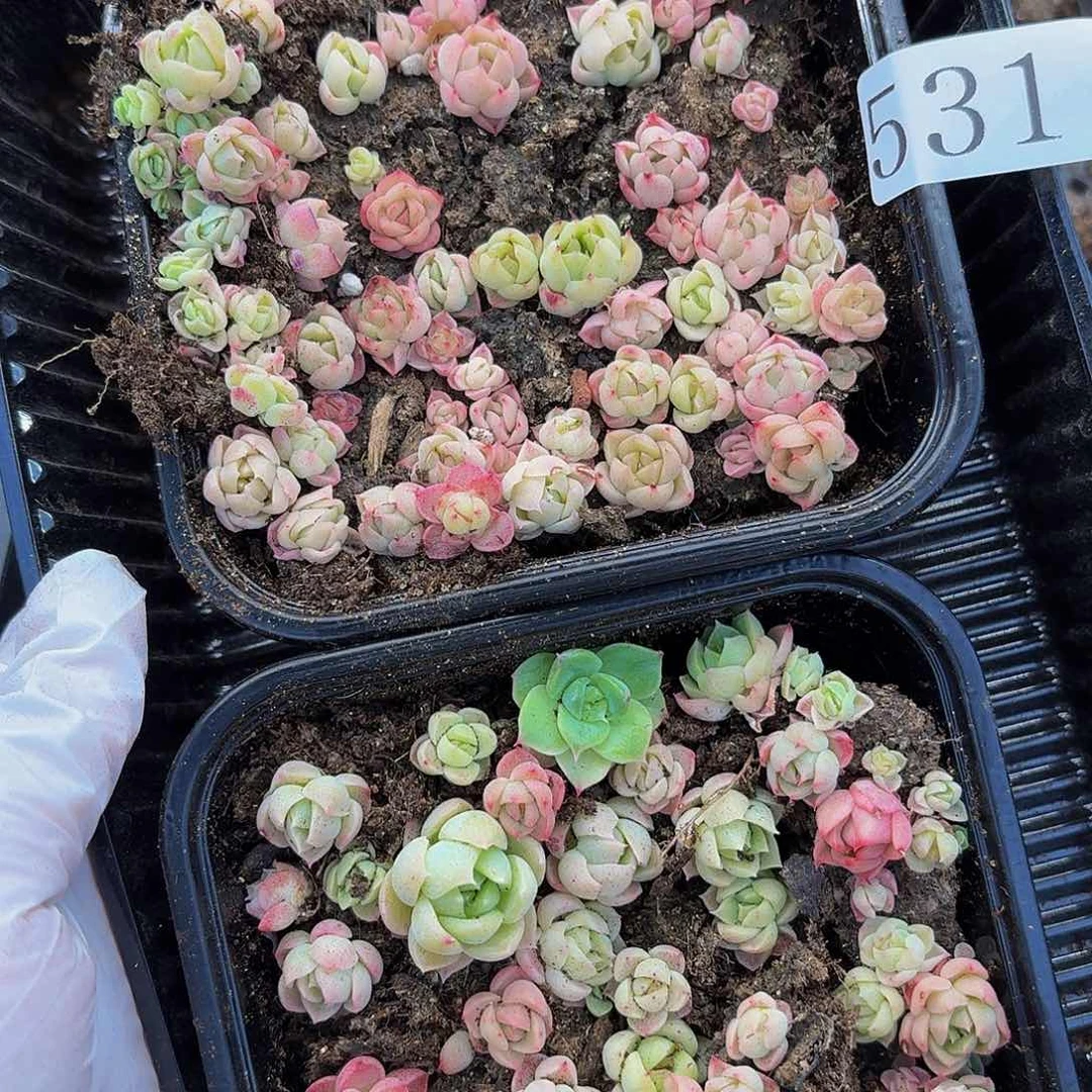 多肉植物多肉植物531