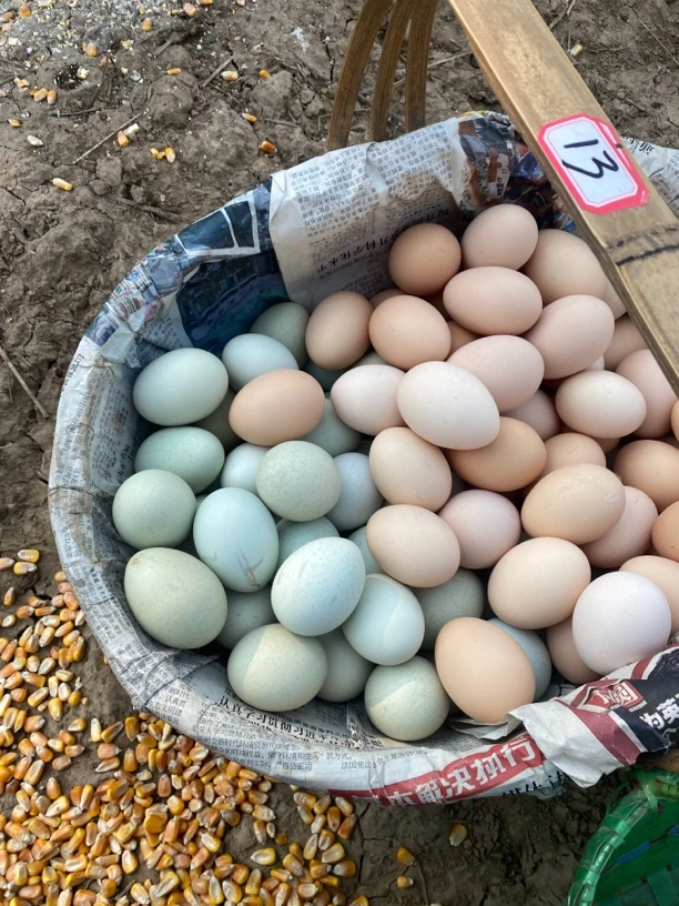 散养土鸡绿壳蛋食谷物杂粮散养鸡