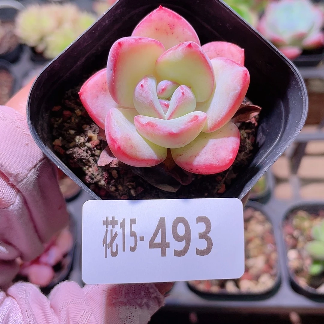 花利美15-493草莓泡芙