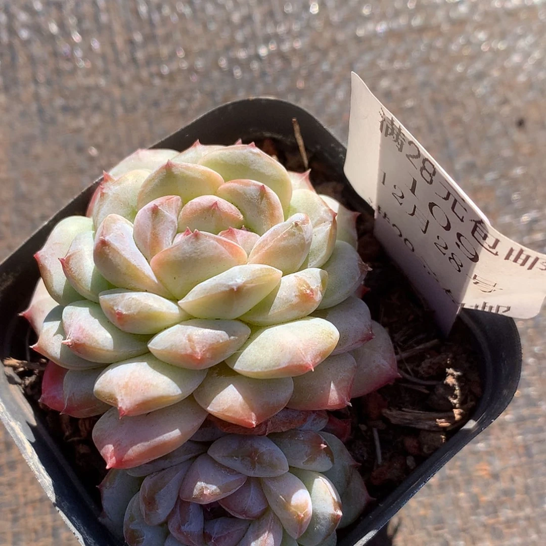 【闪购商品】109号紫鸢