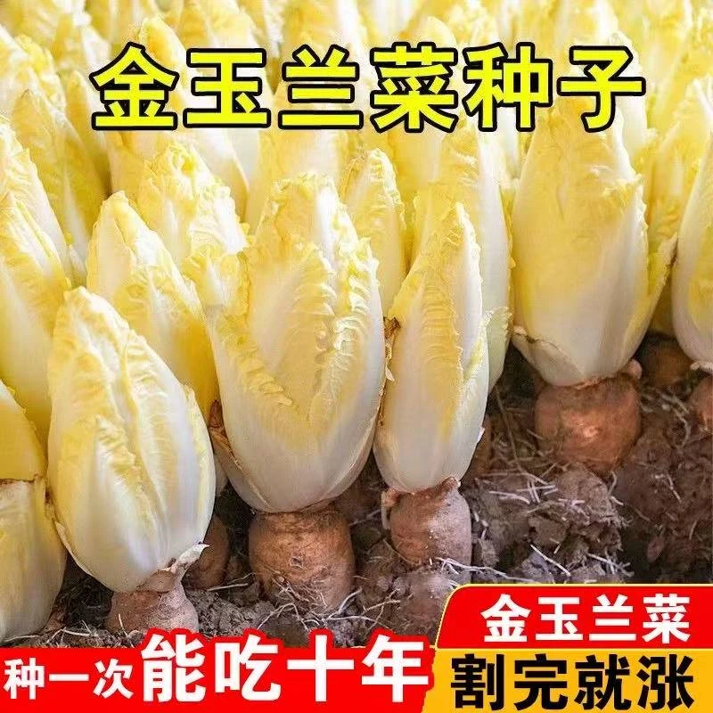 Y401金玉兰种子地栽培适合阳台盆栽四季种植无需阳光高产蔬菜种子