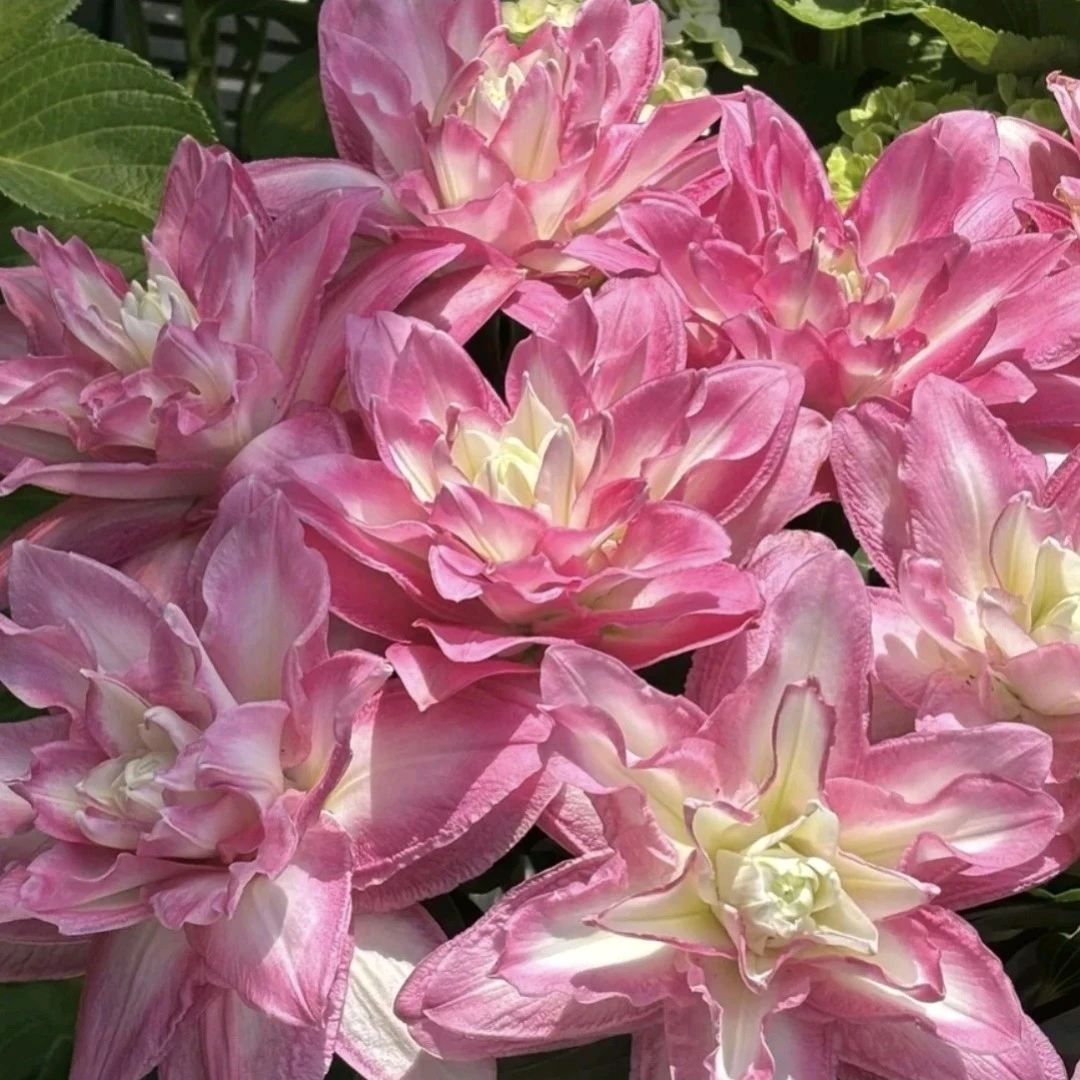 【粉丝福利】（莲花仙子＋红美人）买五送一到手6个