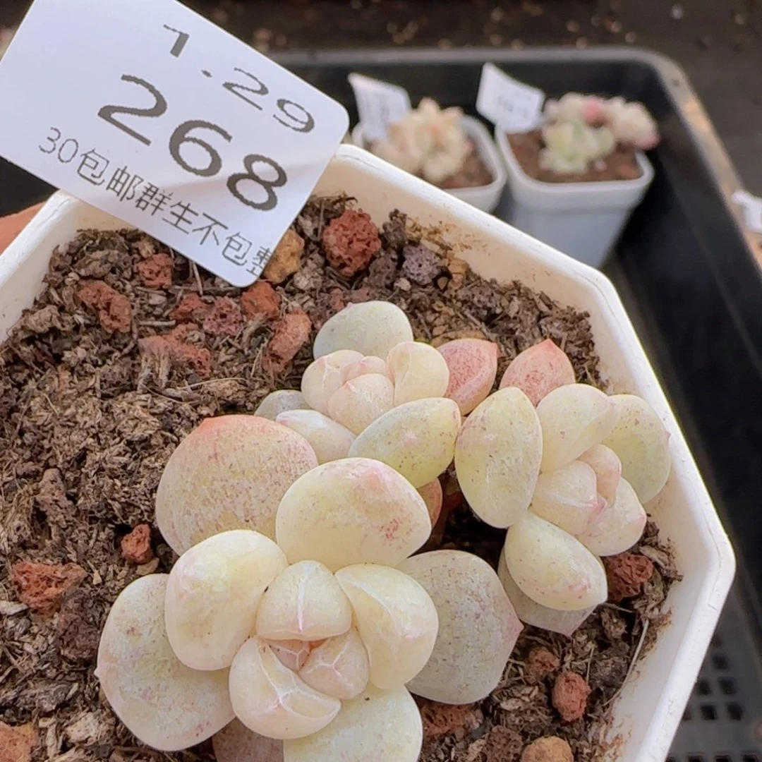 三头冰玉一颗脱土发货