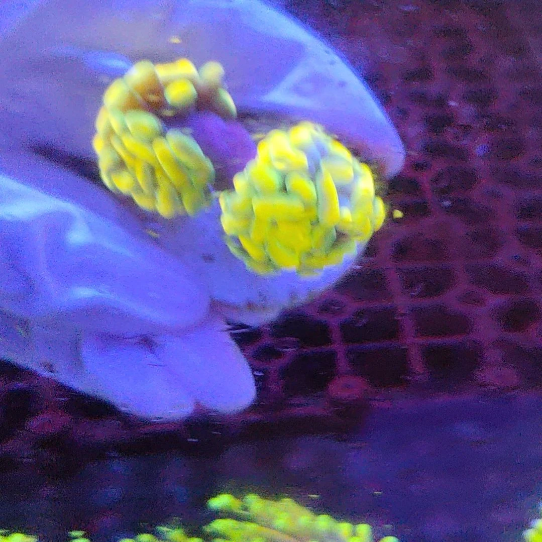 智海海洋珊瑚馆 竞拍链接