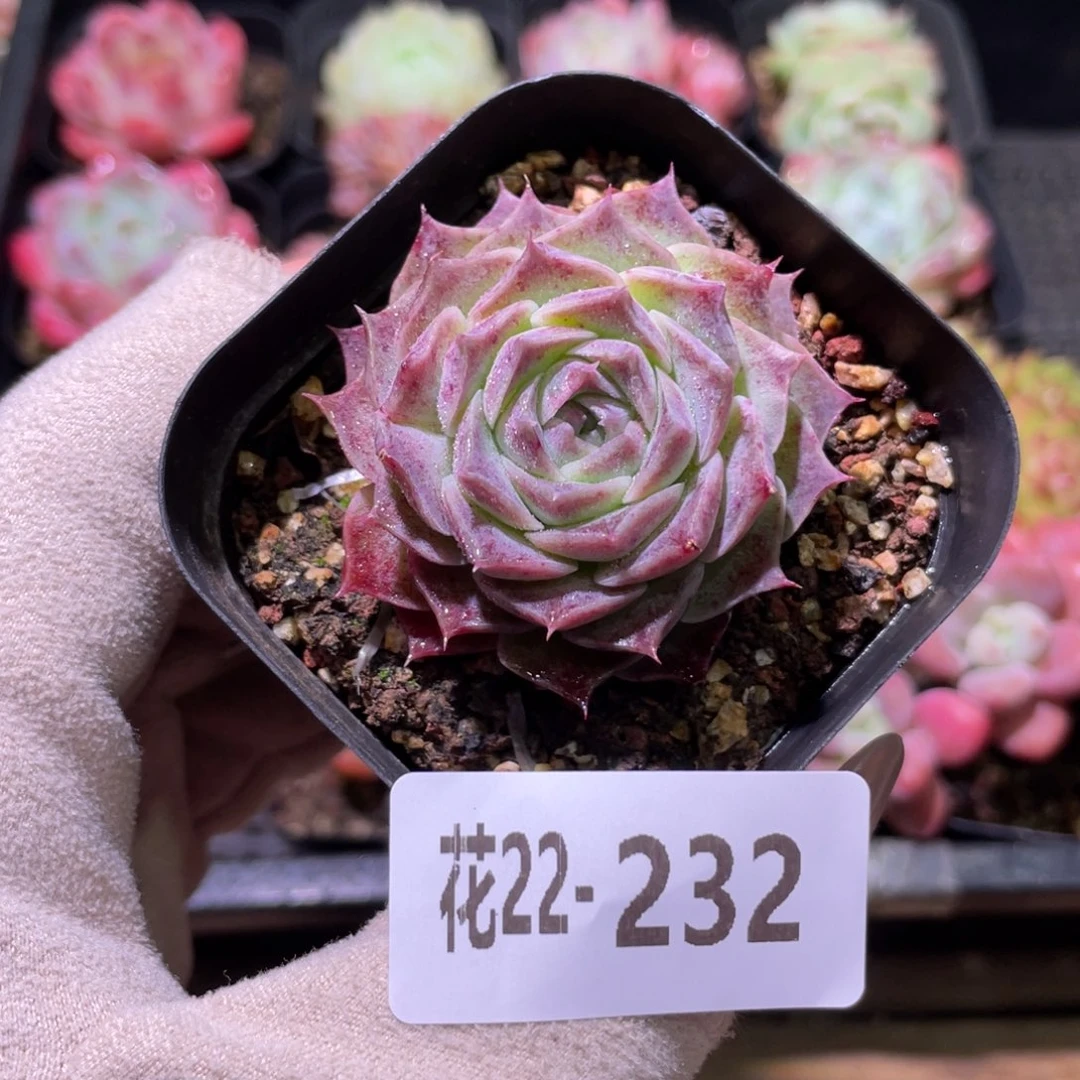 花利美22-232海林娜
