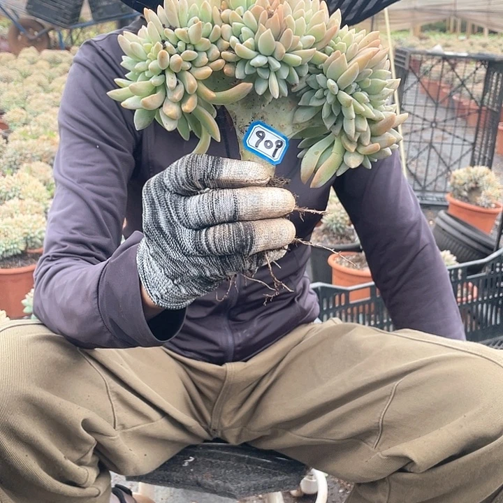 909 淡雪缀一物一拍