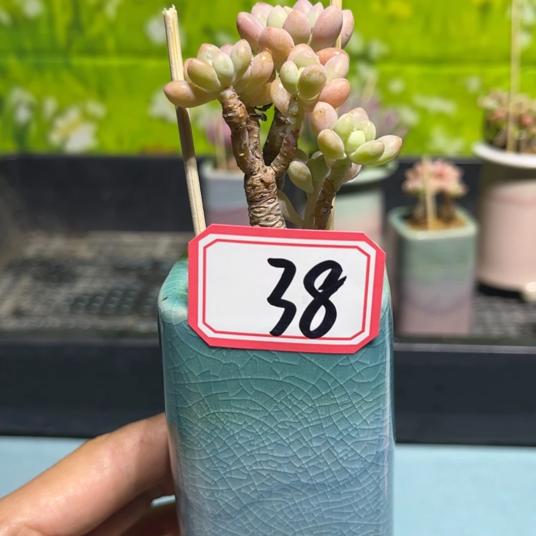 38号一物一拍棒棒糖