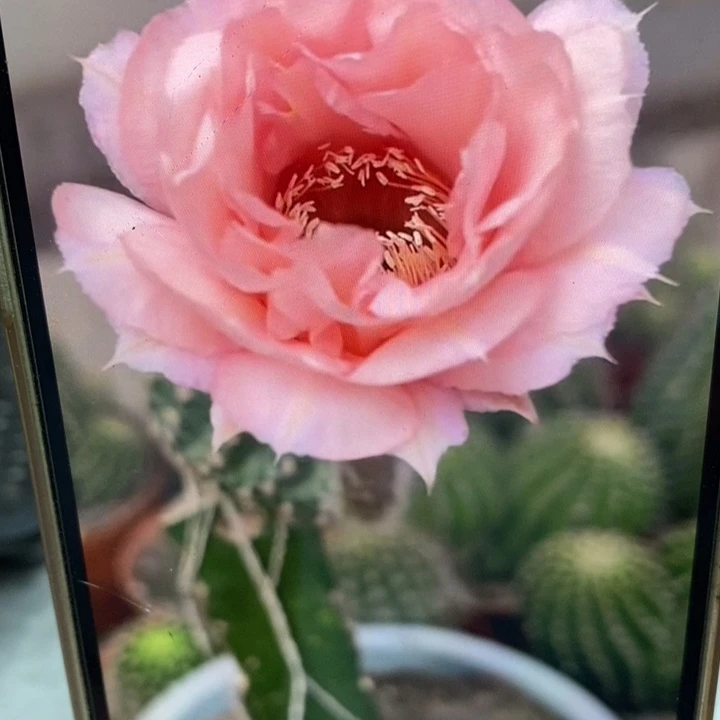 彩草2505侧芽5公分左右