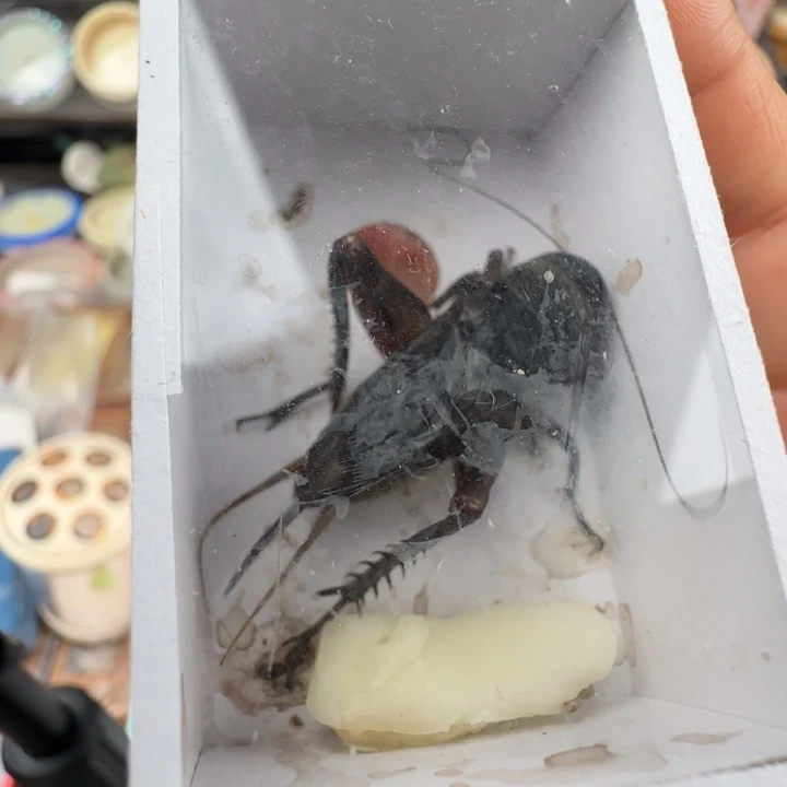 蟋蟀油葫芦一只随单…………