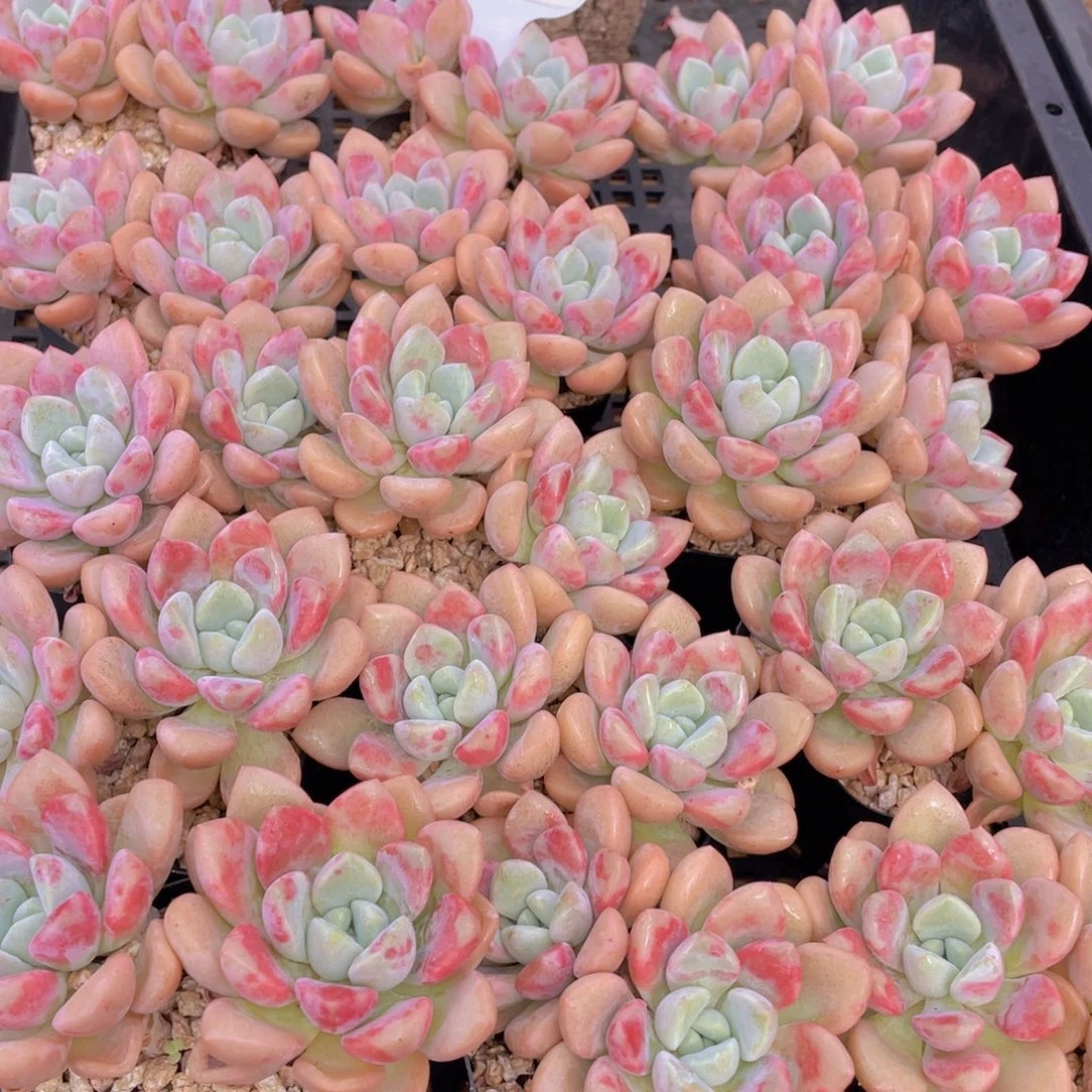 量拍6号 白鹭花斑鹭老桩大双头一个