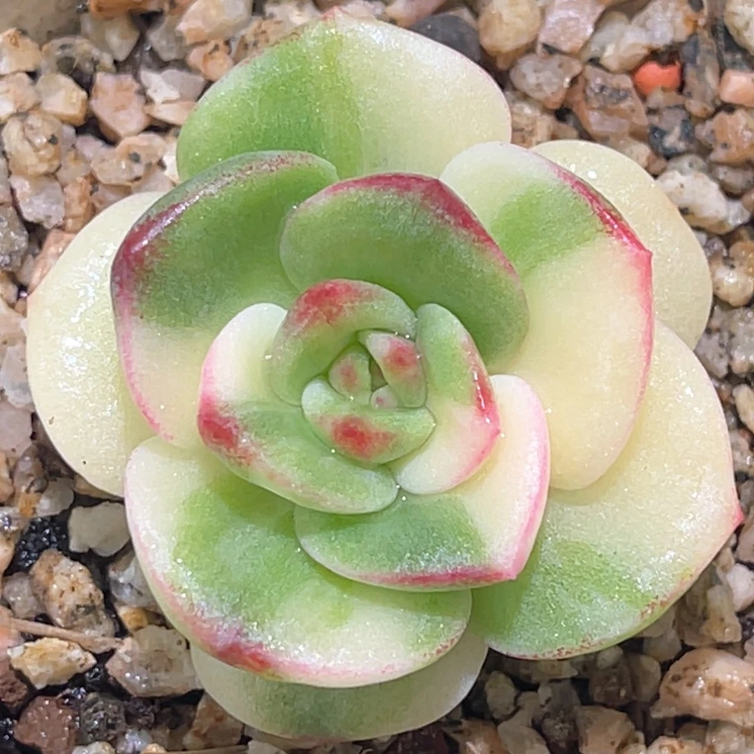 多肉特价开播福利锦头盖