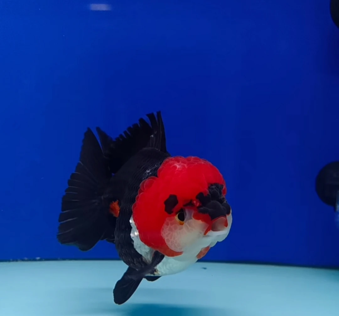 一物一拍玛丽f1精品留养苗