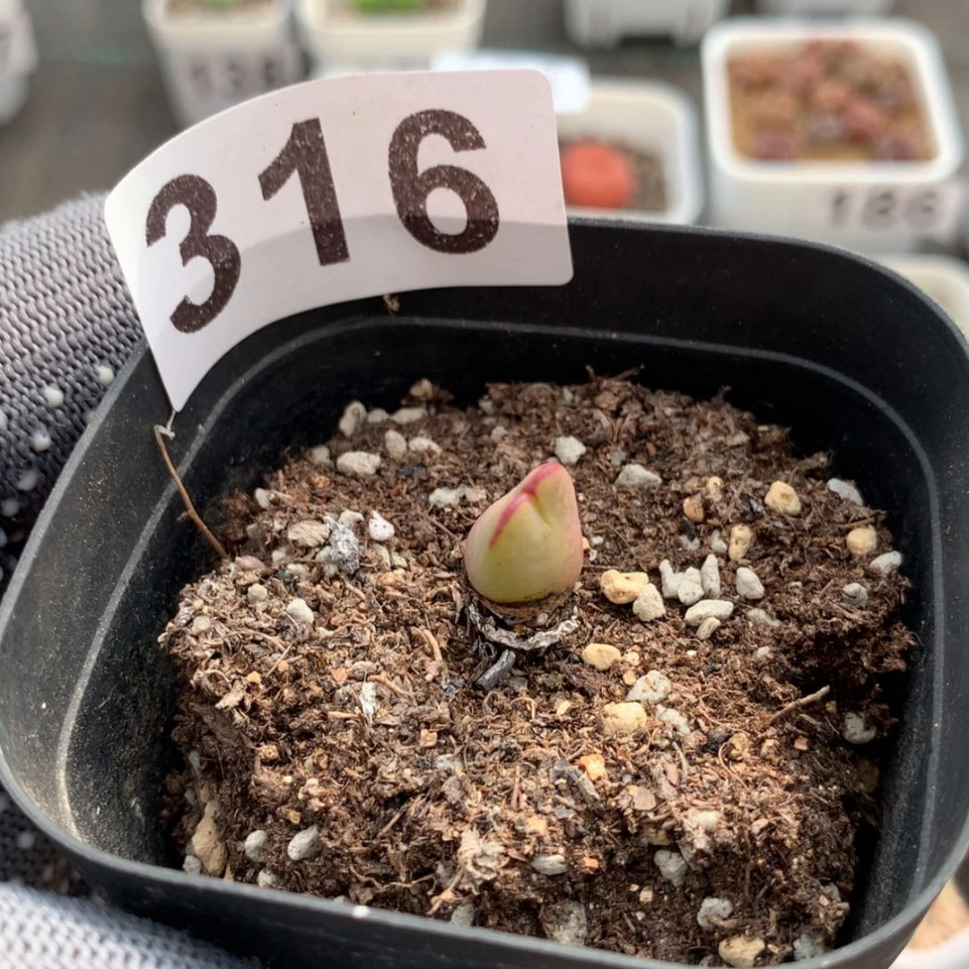 316爱丽丝母本一颗
