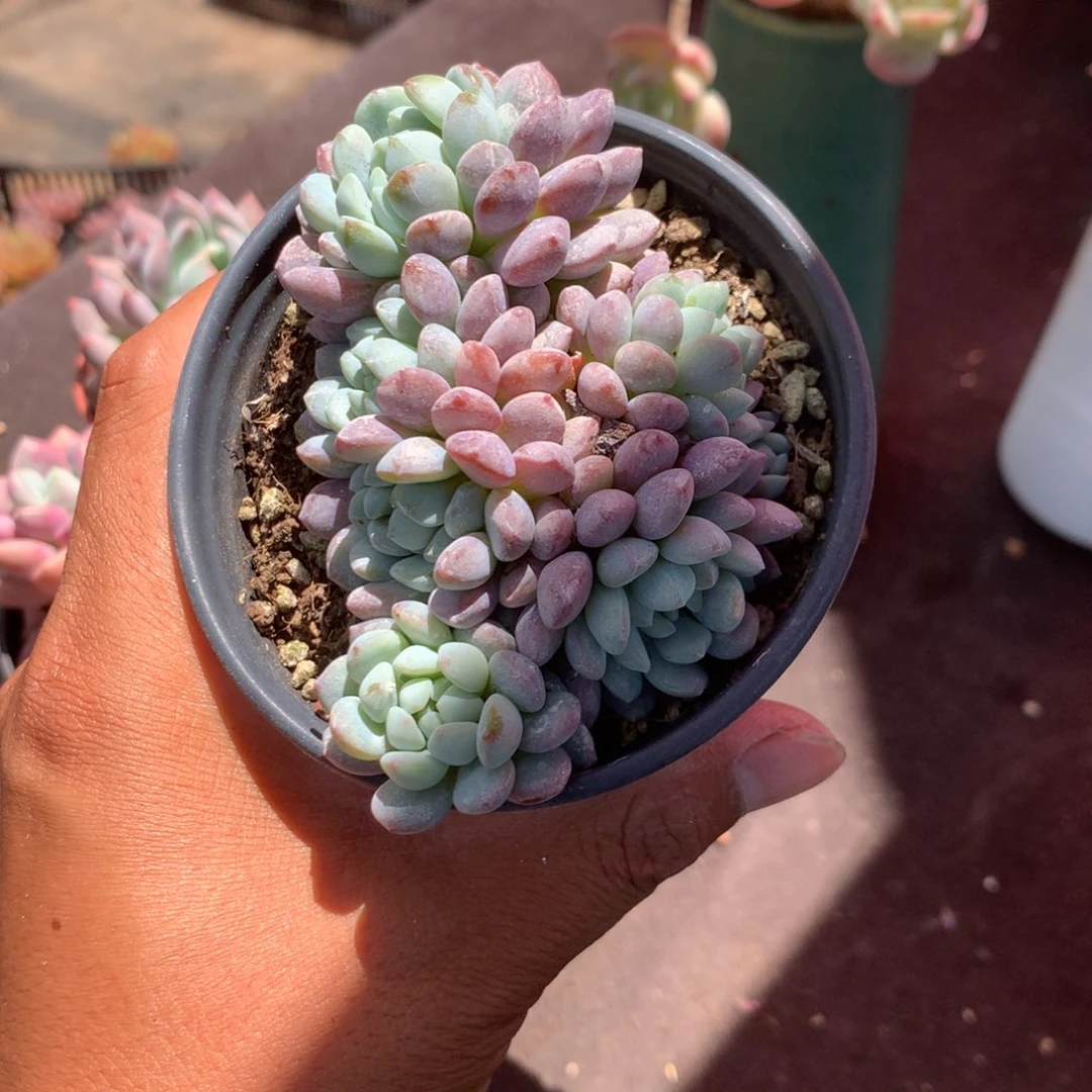 我是第二十届联大常委