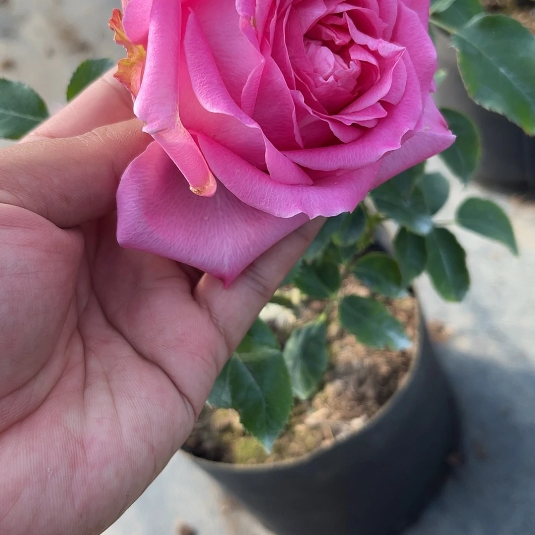 无花朵———-典春衫 福利款