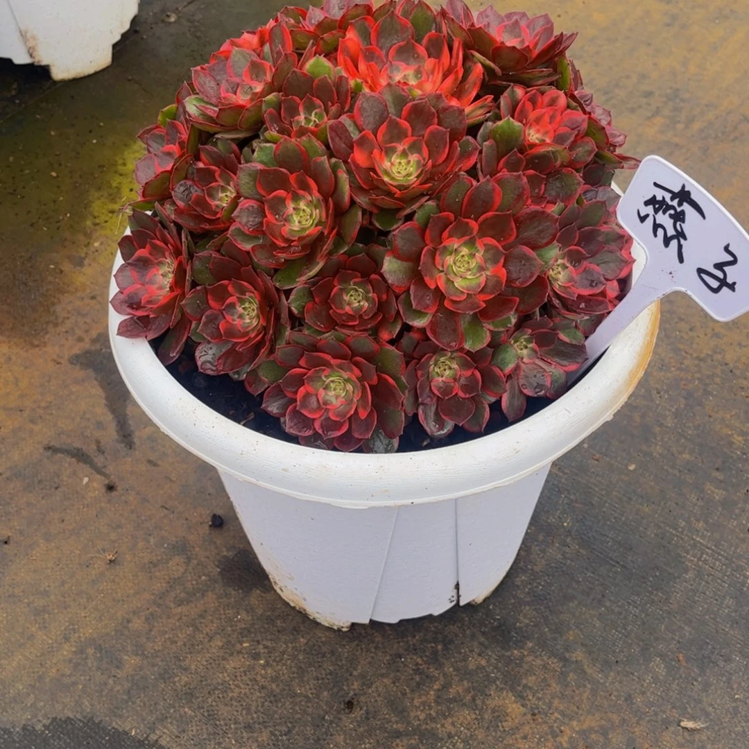 燕***子【通用】万圣节系列群生多肉植物万老桩大手捧精品多肉