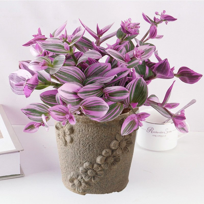 油画婚礼吊兰盆栽多肉锦花卉植物室内花紫露兰垂吊绿植好养活四季