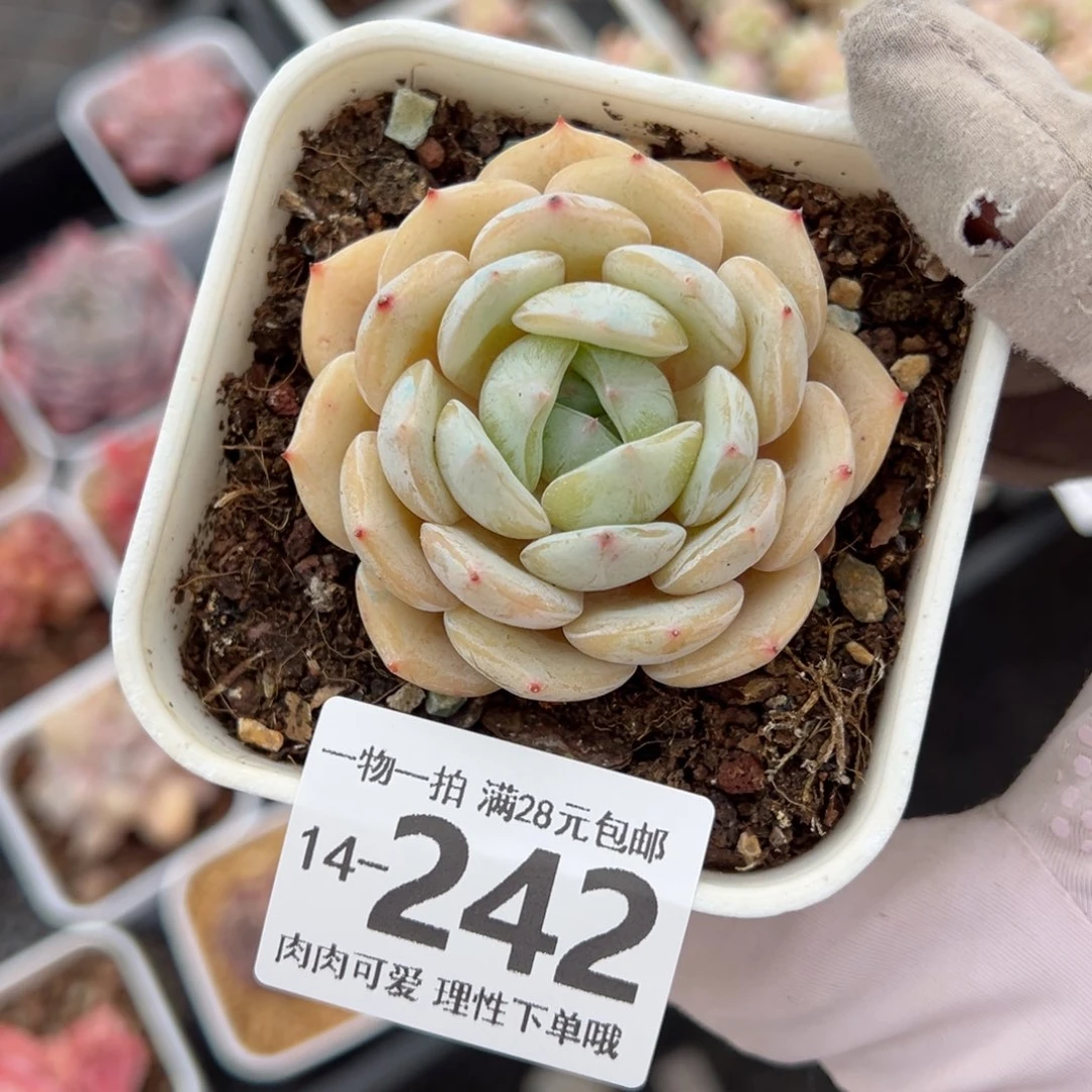 劳林多肉多肉多肉多肉