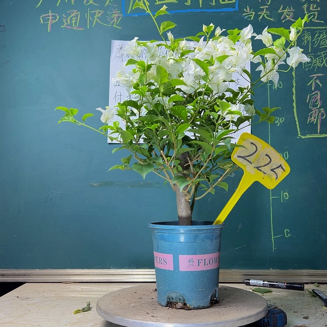 当前无花栽培后可以开花粗杆 白雪公主225