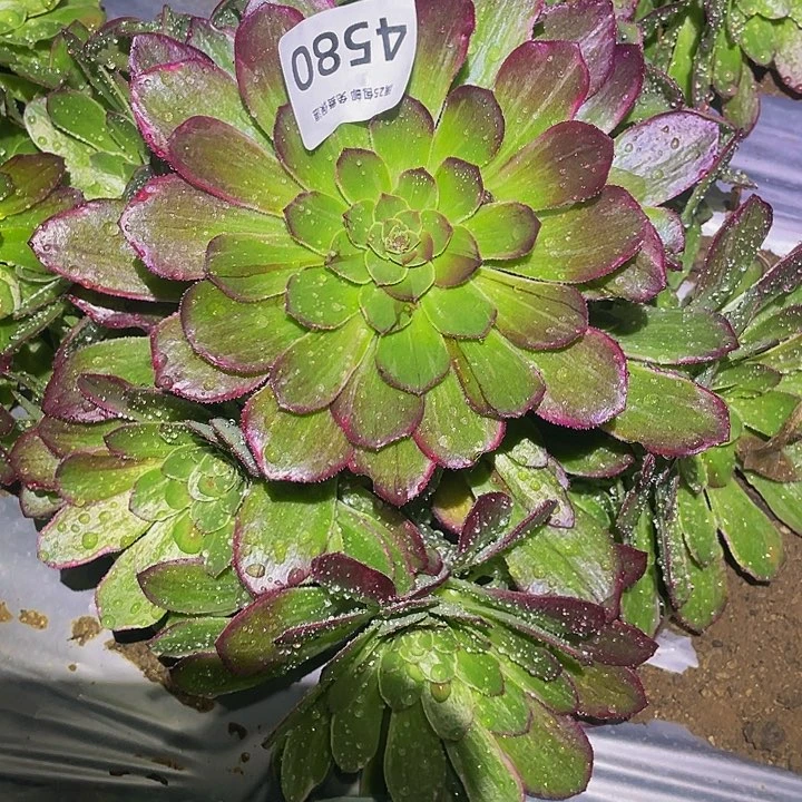 4580万花筒d r z w q