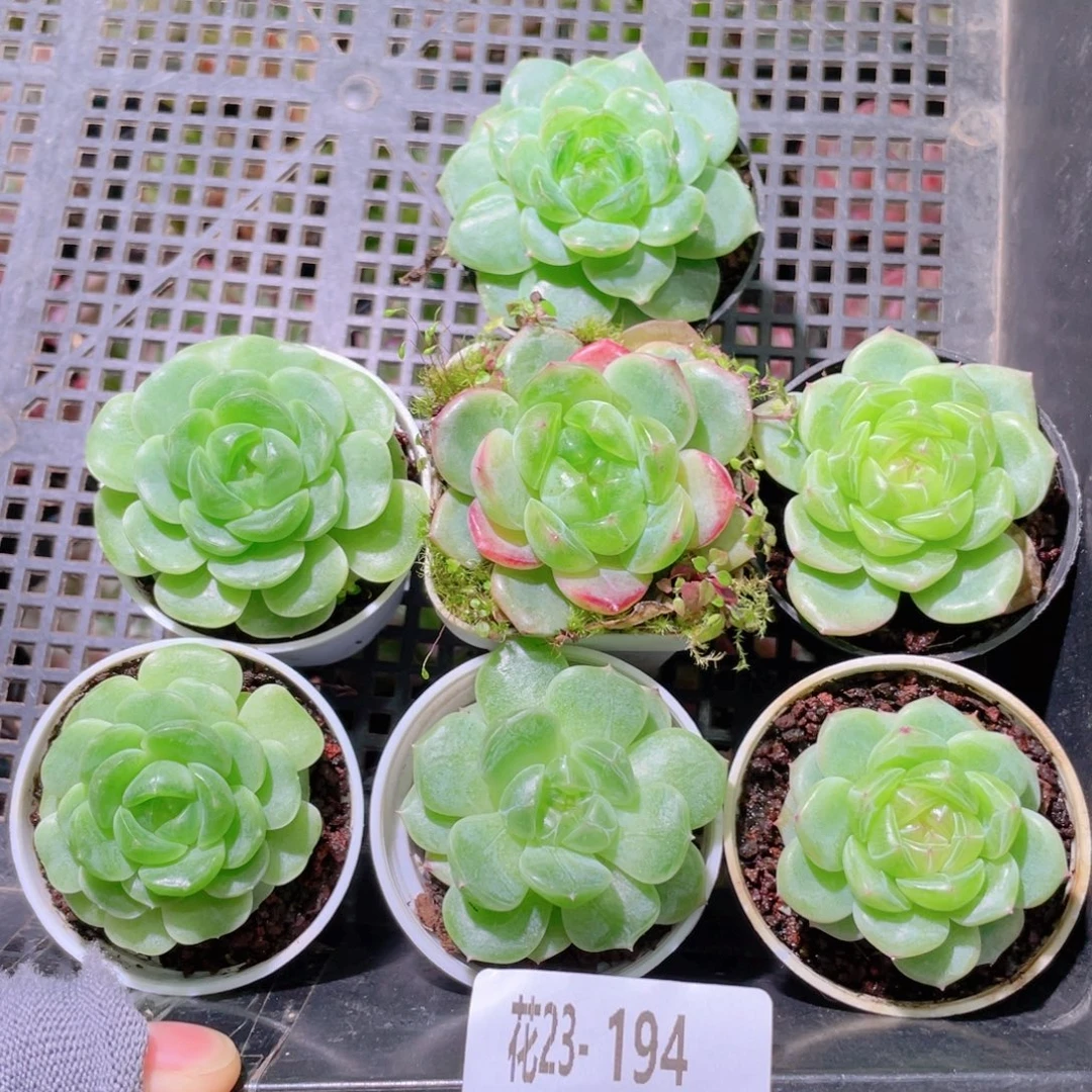 ****i花利美23-194框拍7颗