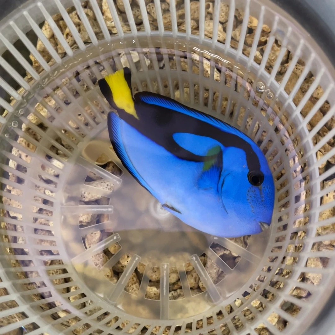 海水鱼蓝调一条111111