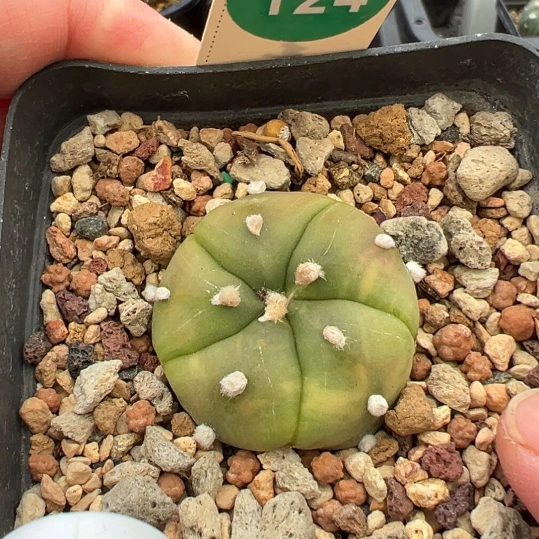 实生五棱螺旋兜锦3.2cm