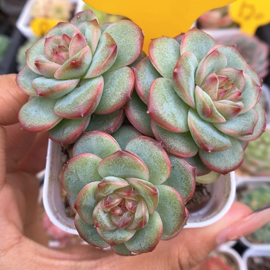 沅芷珍妮群生502号。