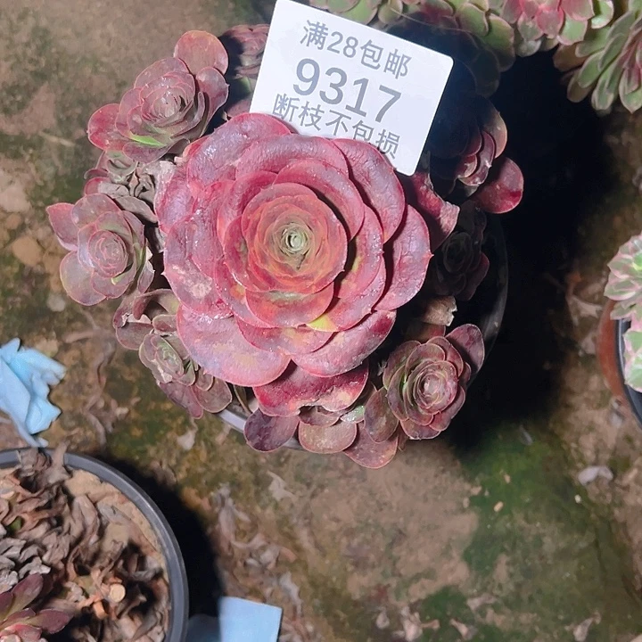 9317魅金玫瑰多肉植物