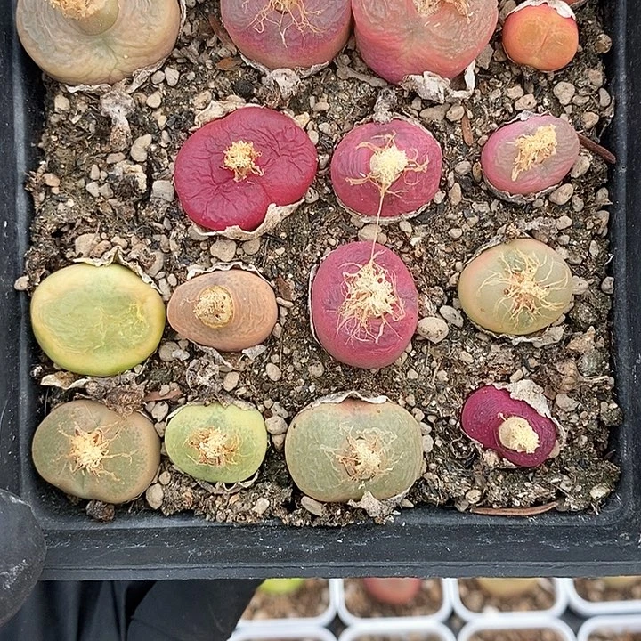 桃喜花园0130-70毛一盒