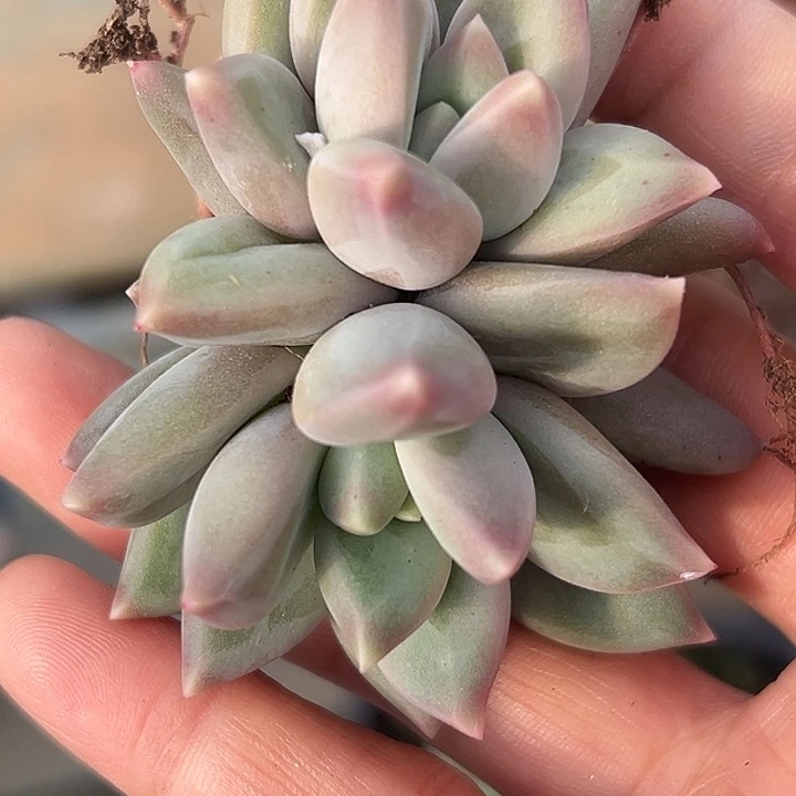 郁金香美人特价多肉