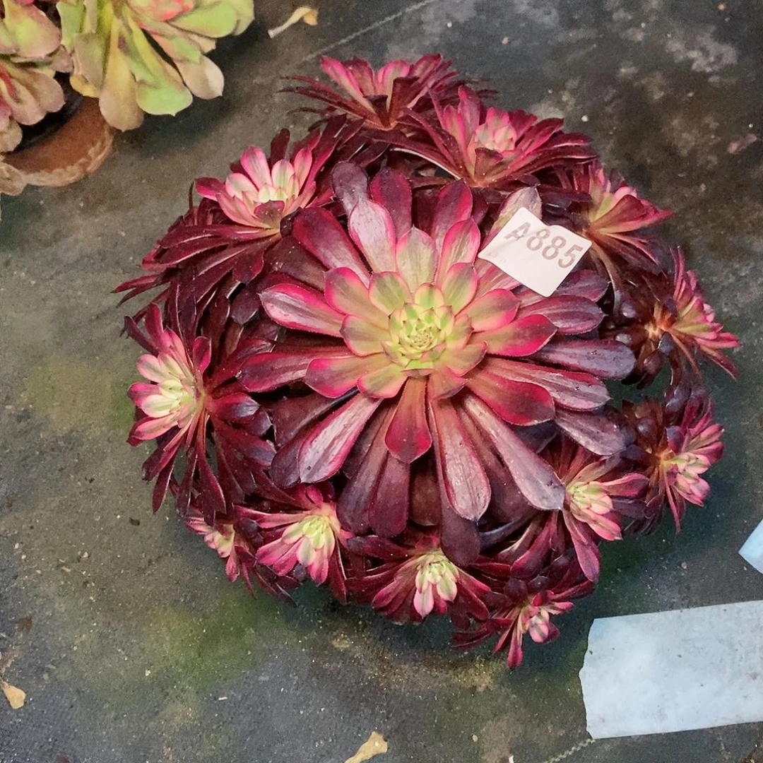 黑天鹅885多肉11111