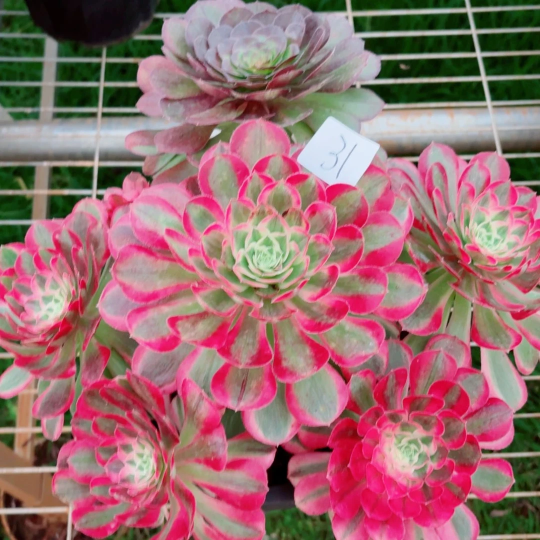 一物一拍多肉法师31