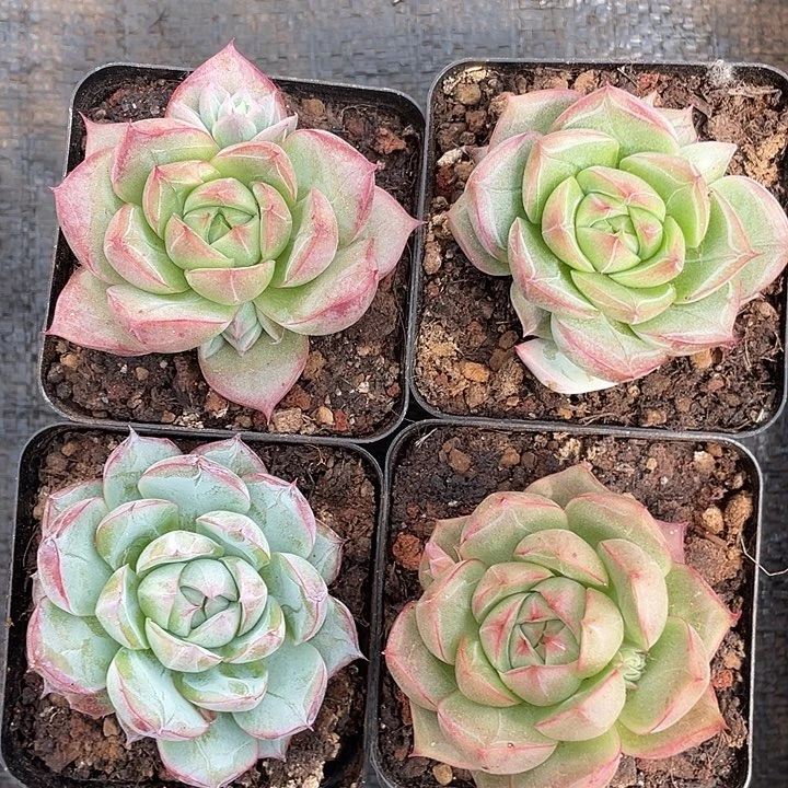 潘多拉玫瑰四颗 一物一拍