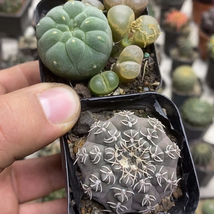 瑞昌玉奇仙玉2颗特价3