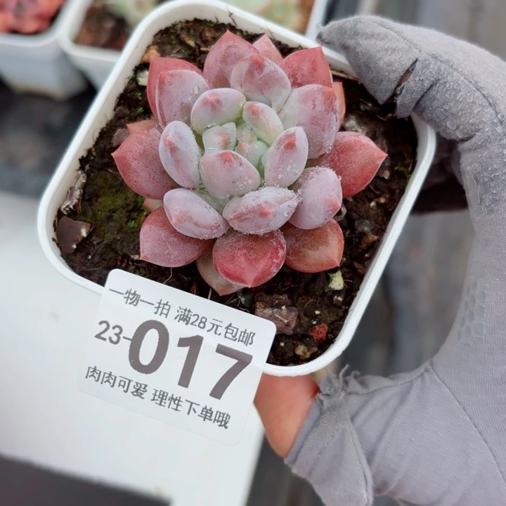 半夏多肉无盆土发货