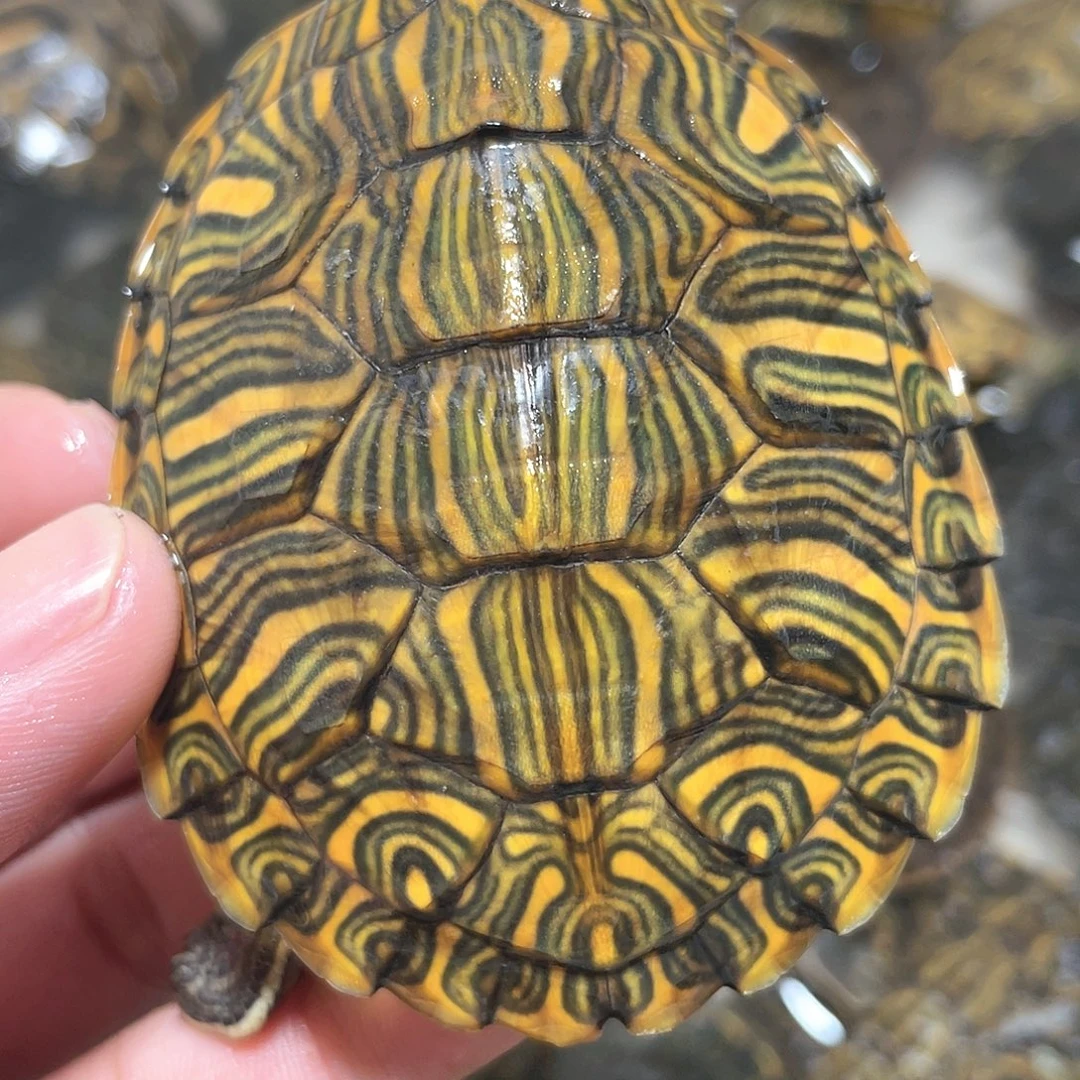 宠物龟不分公母7.3