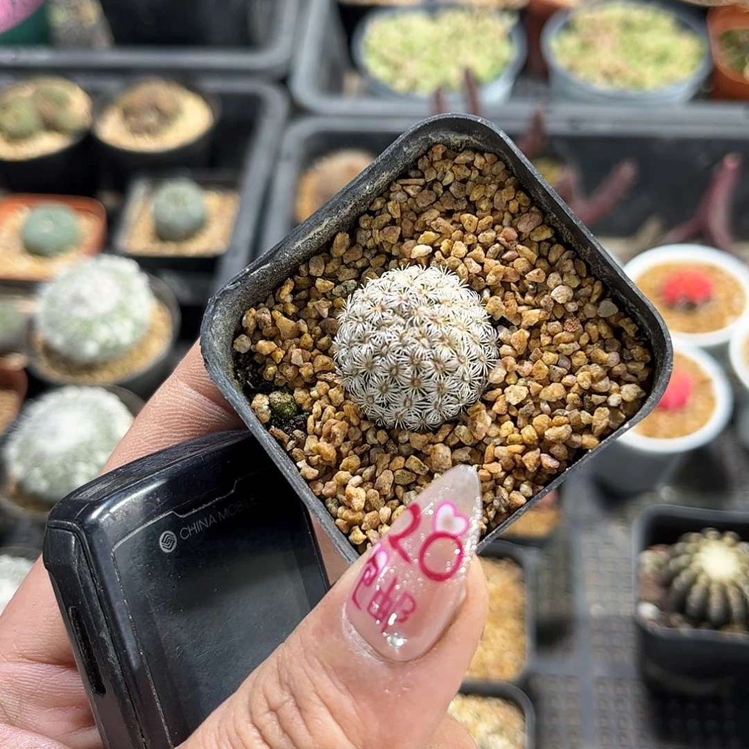 沉**林25163一物一拍单头发货