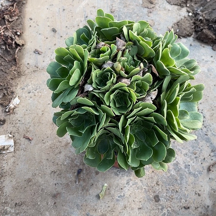 绿玫瑰玫瑰玫瑰玫瑰