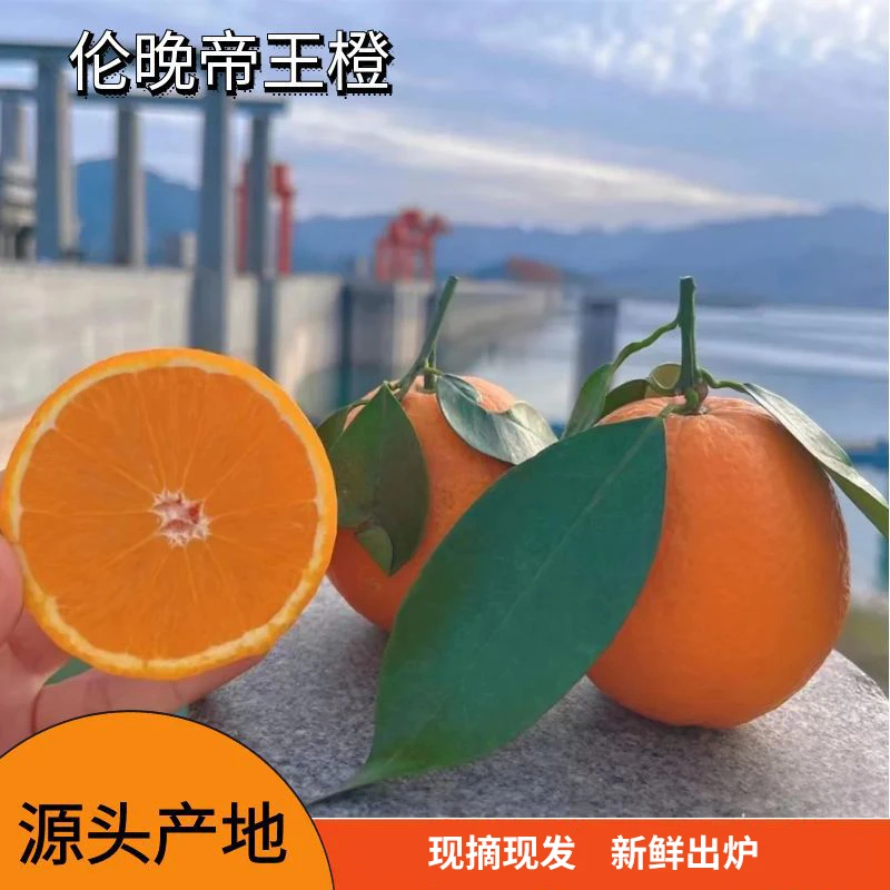 秭归伦晚脐橙新鲜橙子果园现摘当季薄皮多汁纯甜甜橙整箱包邮